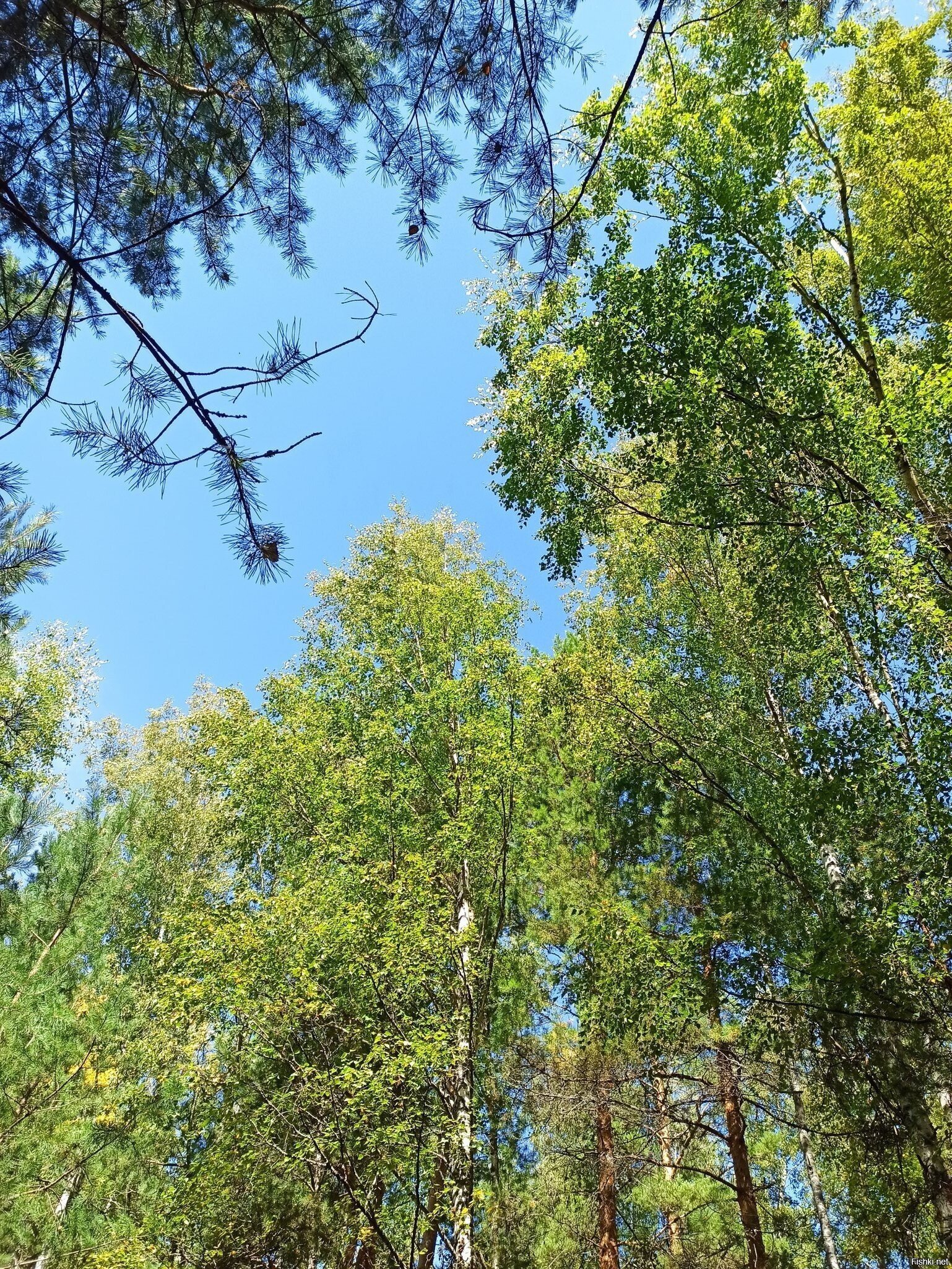 Солянка