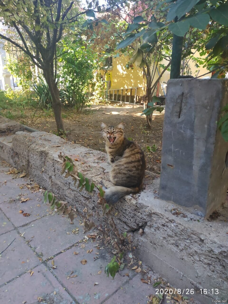 Солянка