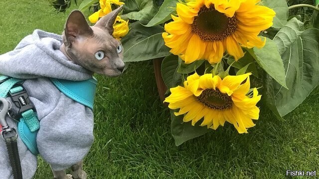 когда семки готовы будут