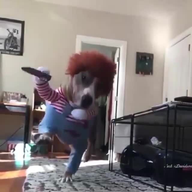 собачий треш