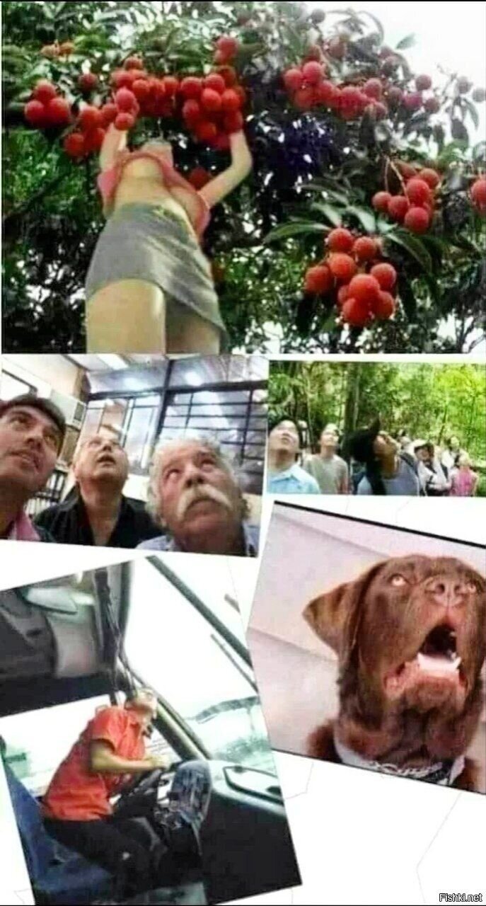 Солянка