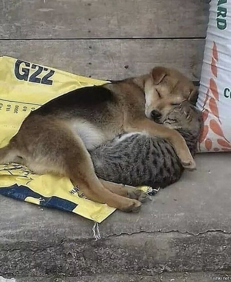 Солянка