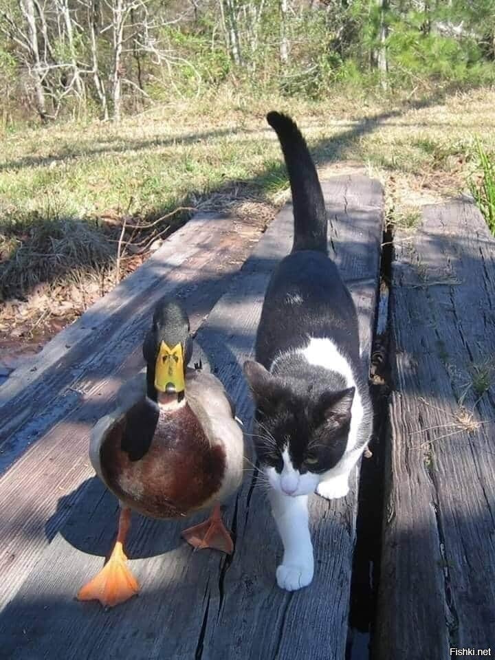 раз пошли на дело 