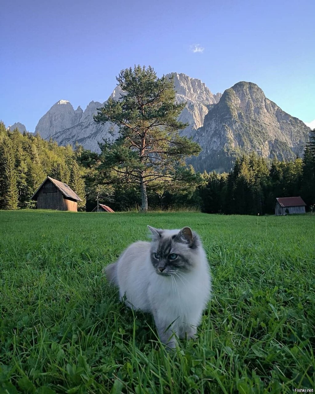 Солянка