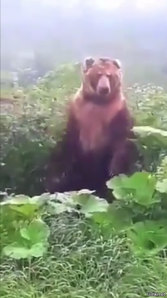 гуляют по дачам