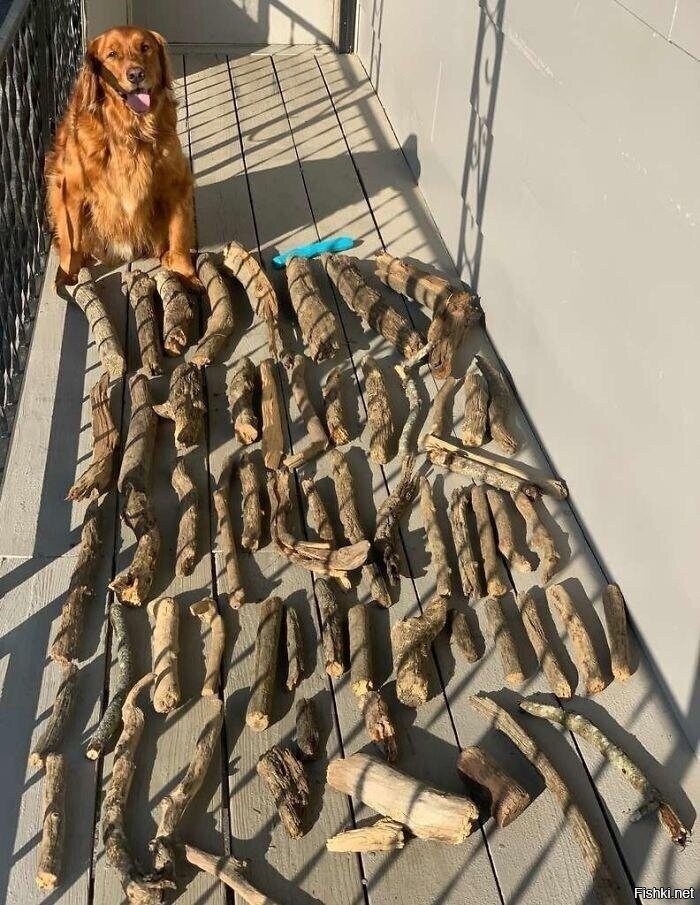 Это Брюс и его коллекция палок