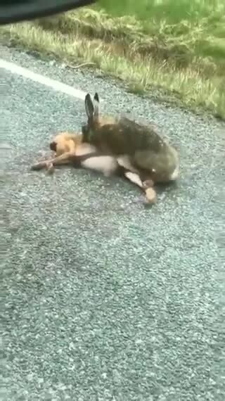 Всё таки зайцы страшные существа