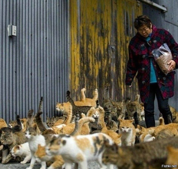 Солянка