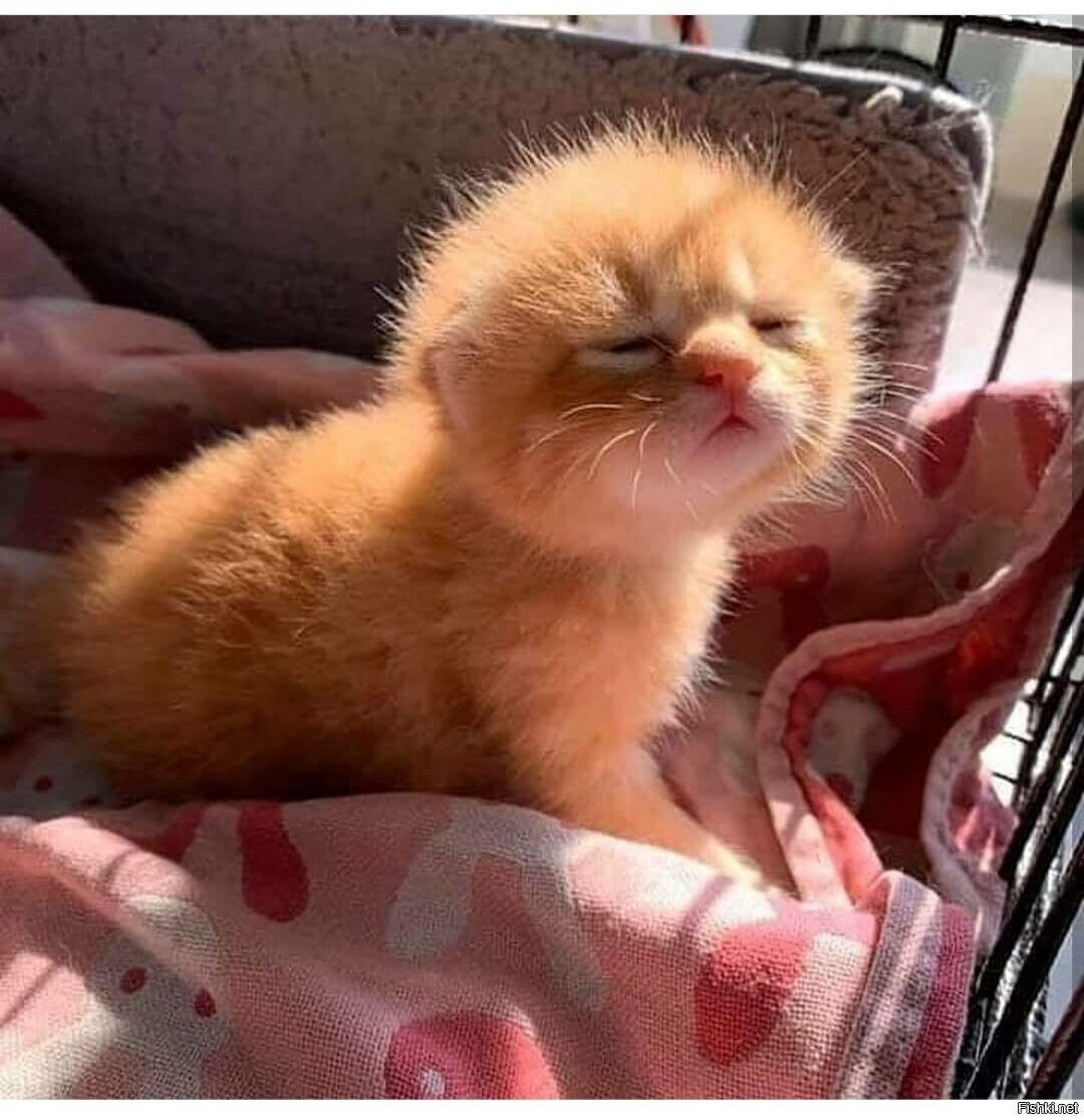 Доброе утро