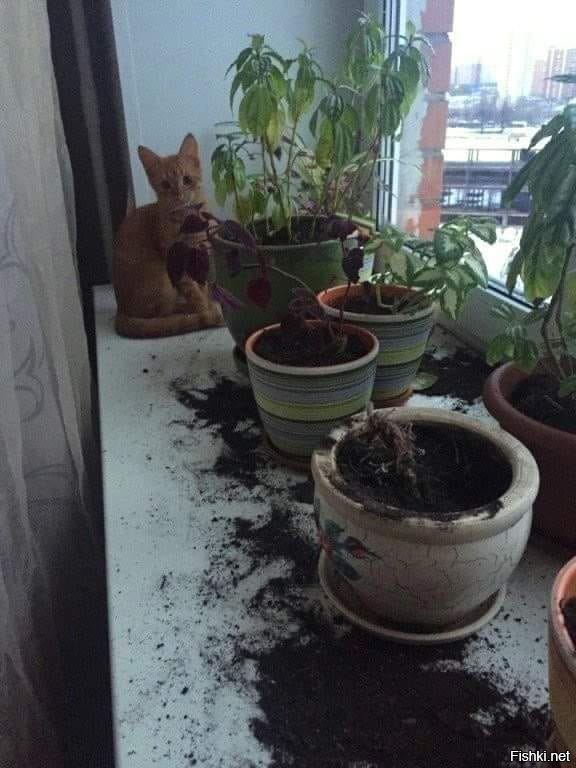 удобрение и прополка