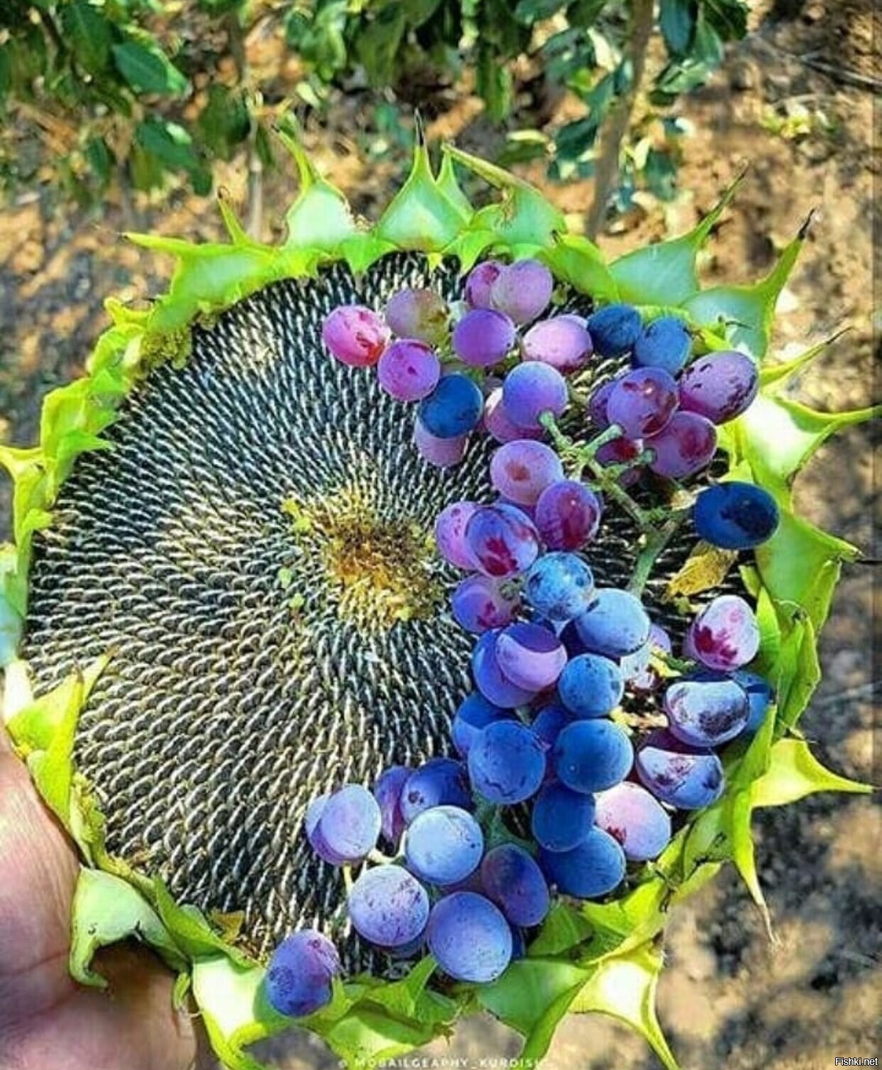 Солянка