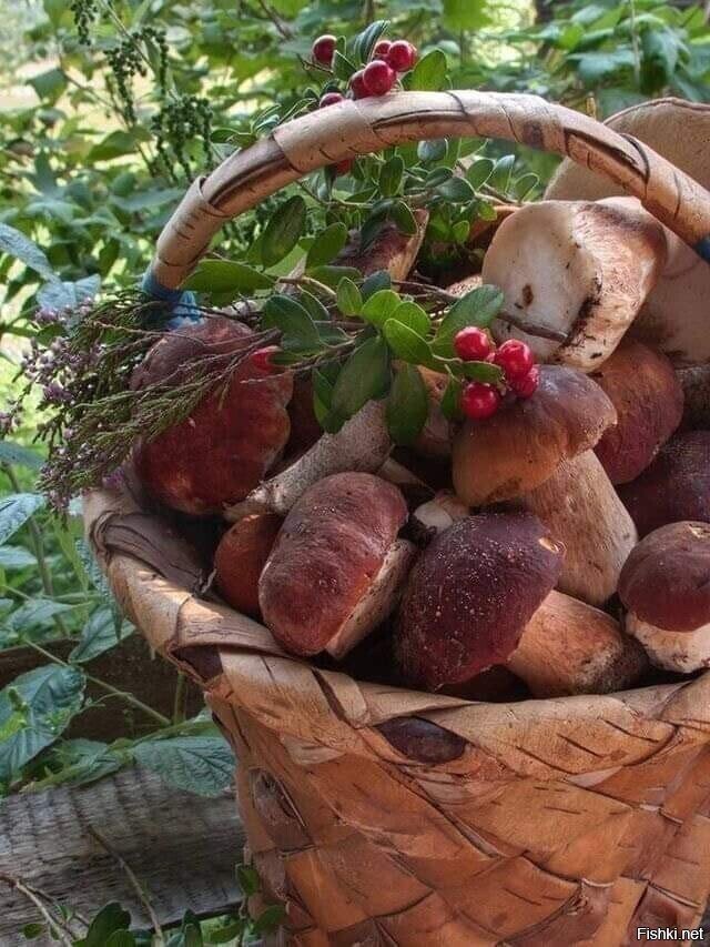 Солянка