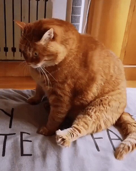 Все, что смог