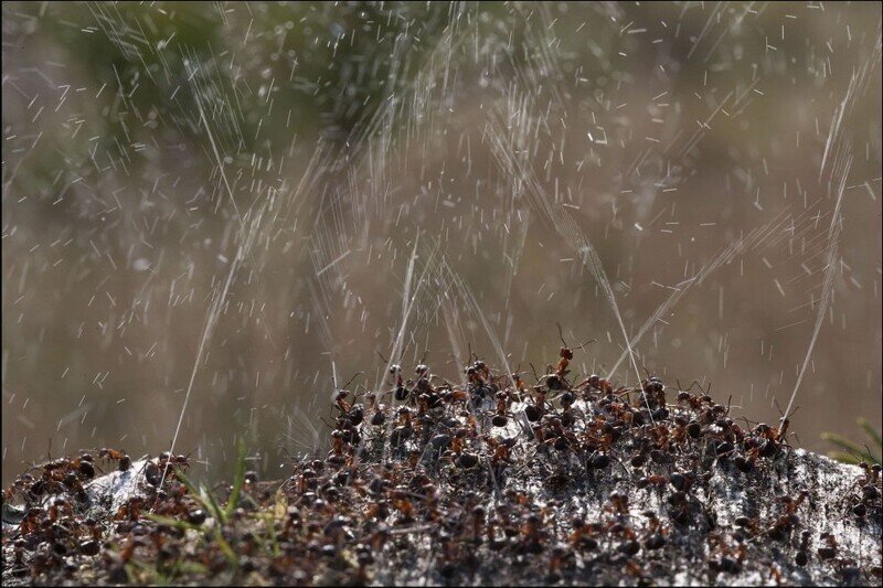 Зачем птицы специально садятся на муравейник и купаются в муравьях?