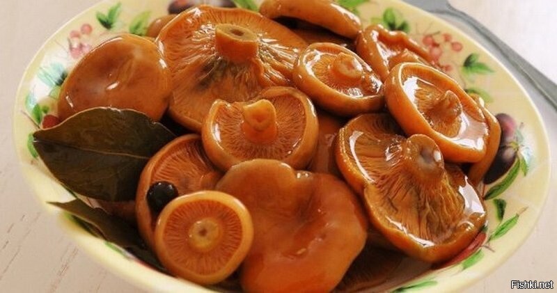 Рыжики