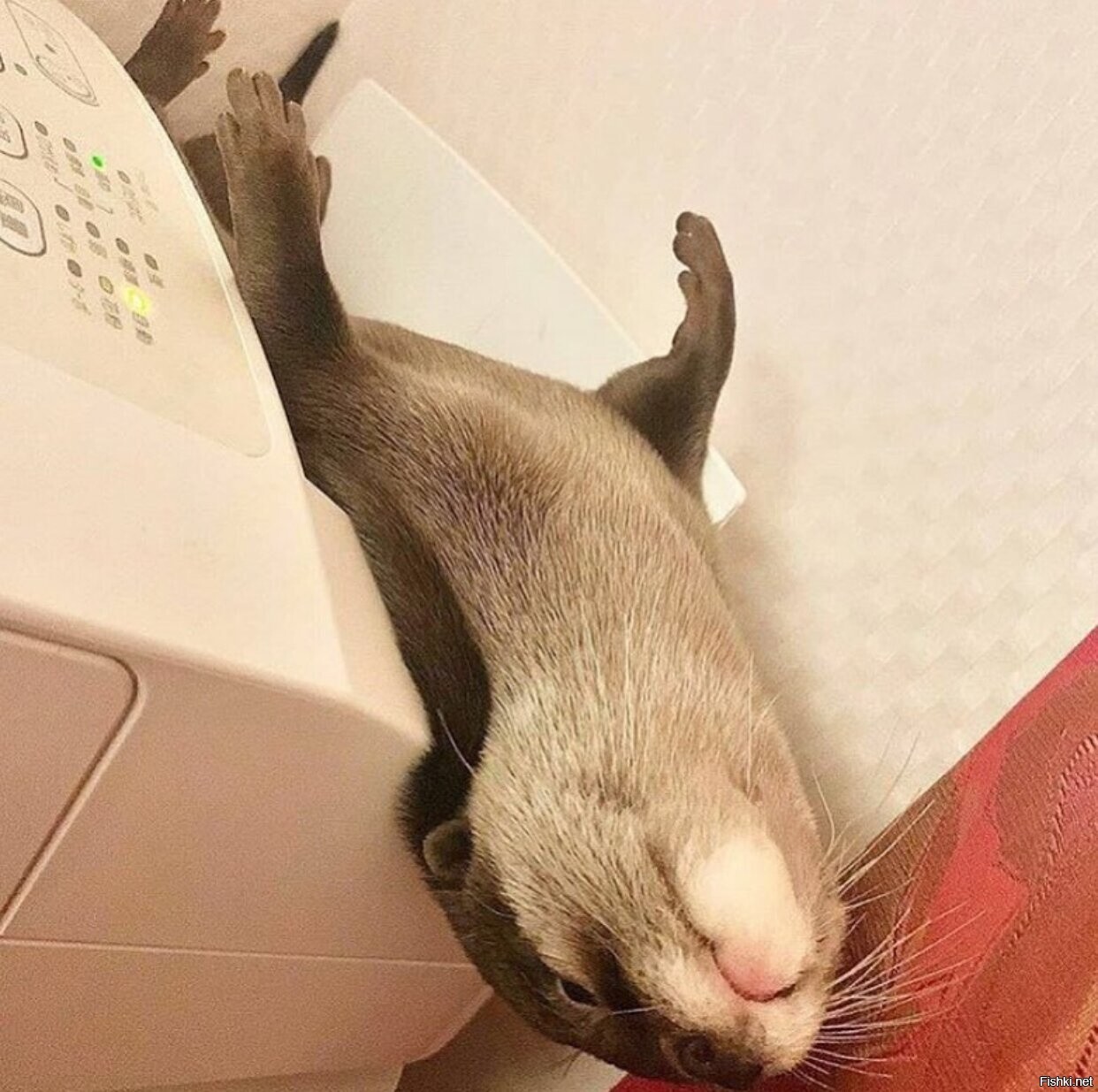 Солянка