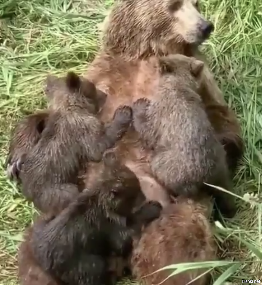 мама