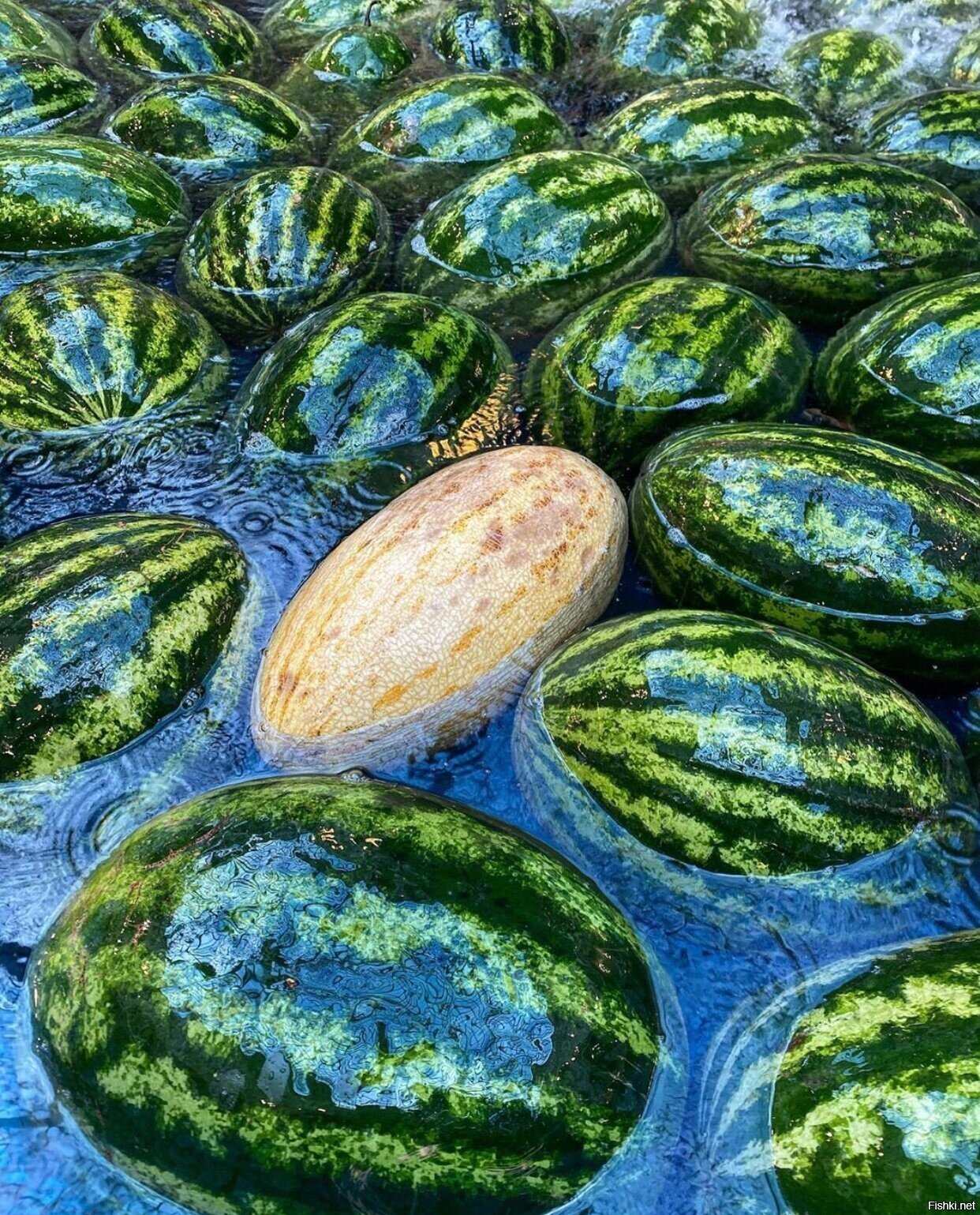 Солянка