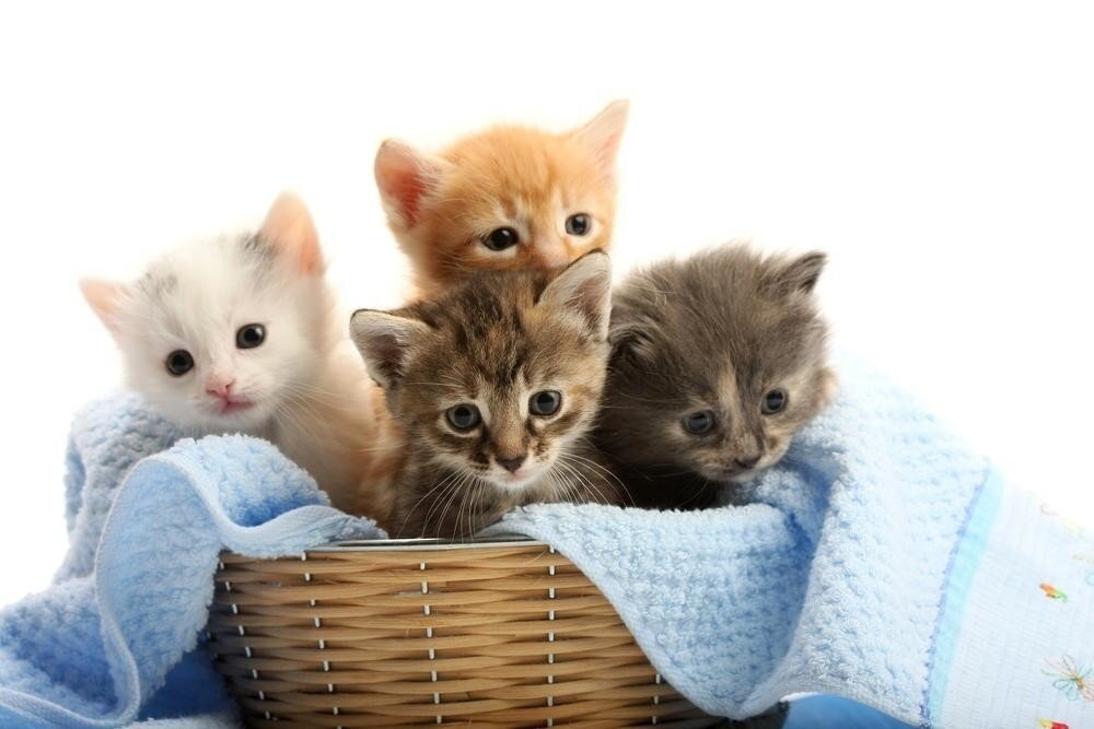 Кошачья палитра: из-за чего в одном помете появляются котята разного окраса?