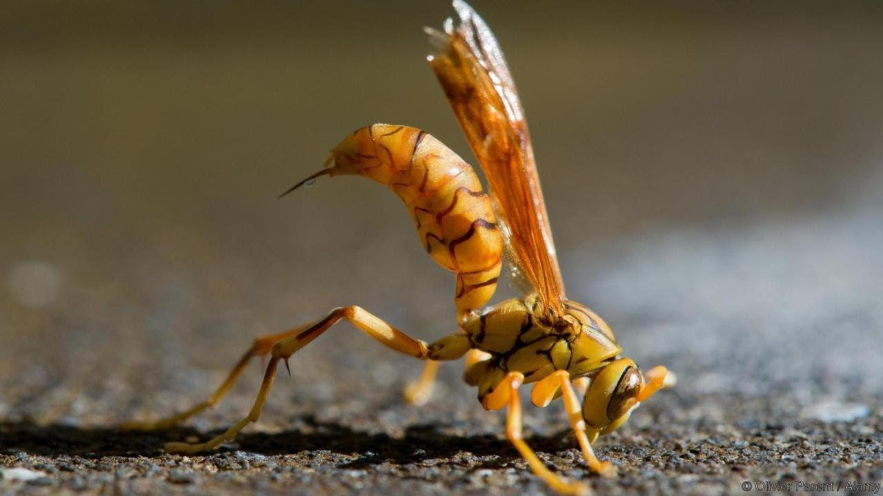Оса-палач: 1 место по силе укуса среди насекомых?Неподтвержденные данные о яде невероятной мощи
