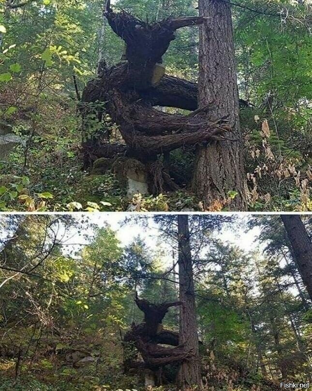 Солянка