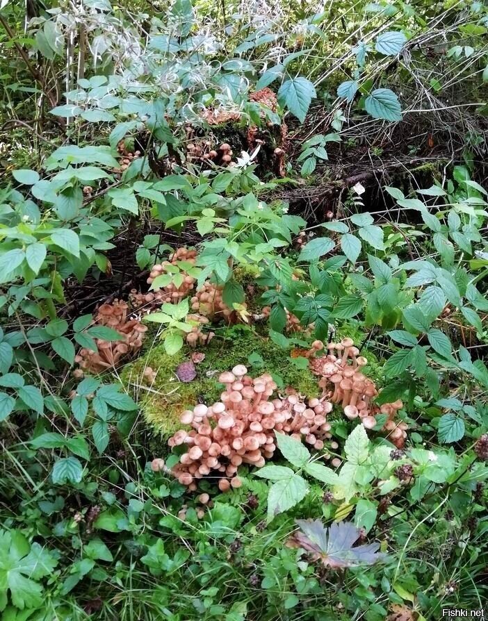 Вчера ездили за опятами