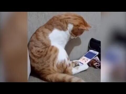 Коти всё понимают