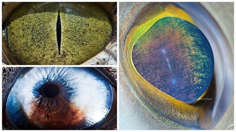 Фотограф делает уникальные макроснимки глаз животных