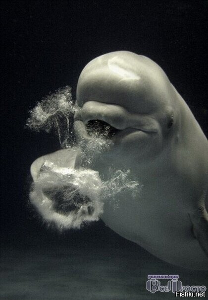 Белуха пыхнула