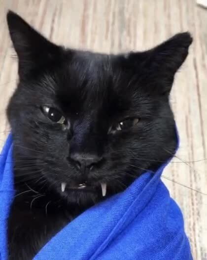 котодракула