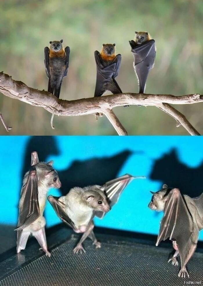 - Ну что, Бэтманы