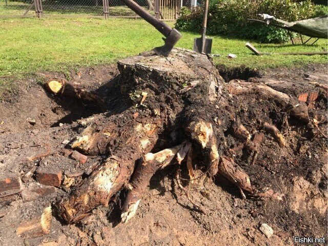 Супруга попросила пенёк убрать