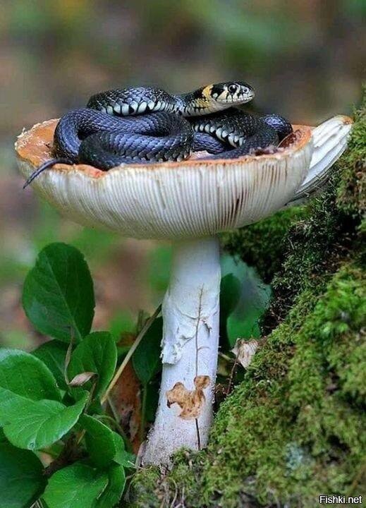 Солянка