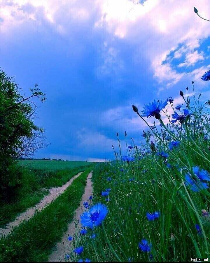 Ох уж эти Васильки