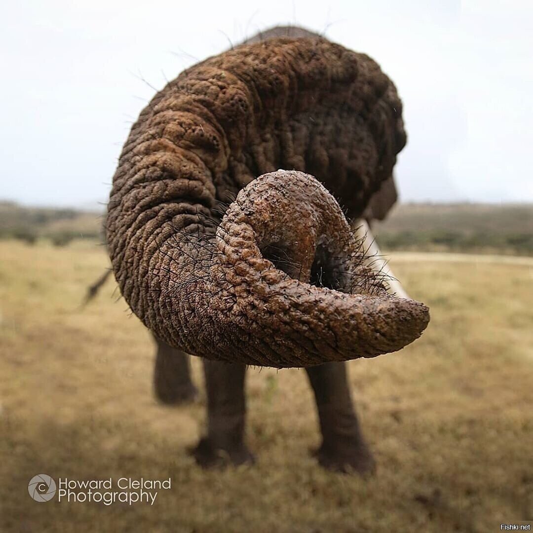 Держи краба 