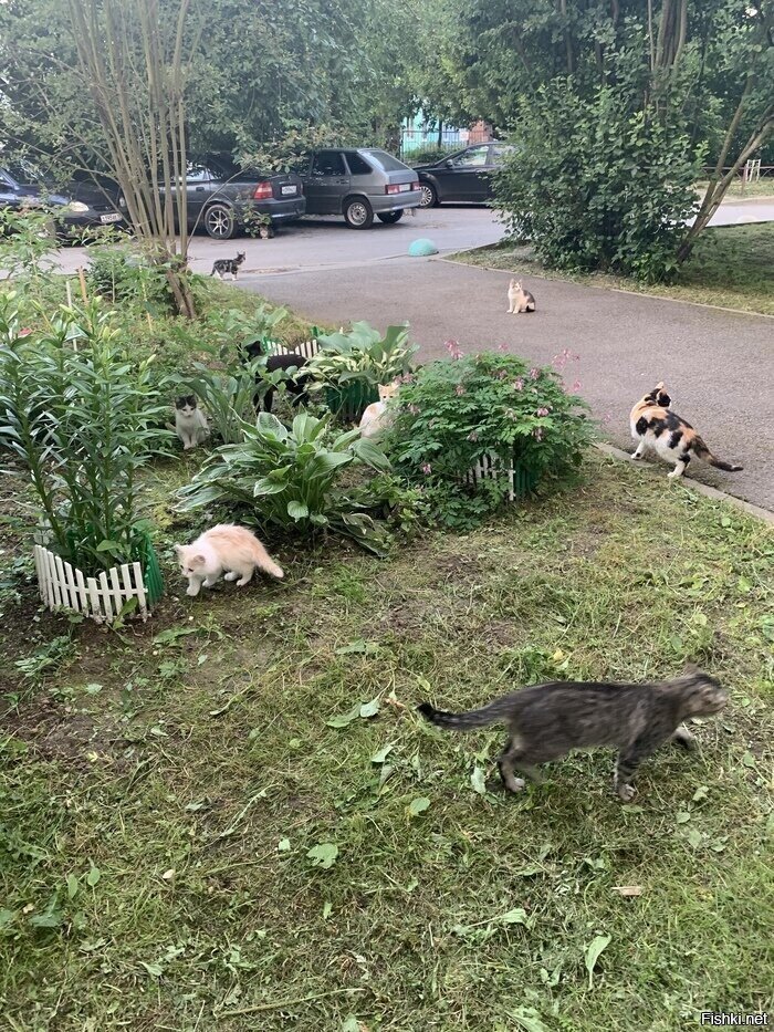 Котошествие