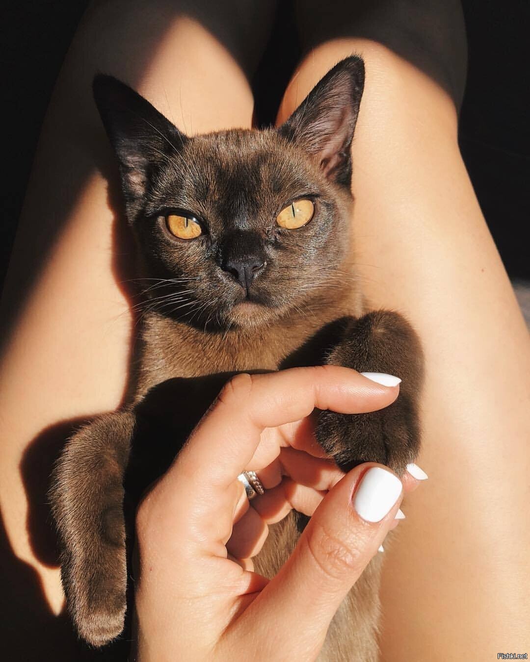 Оксане посвящается