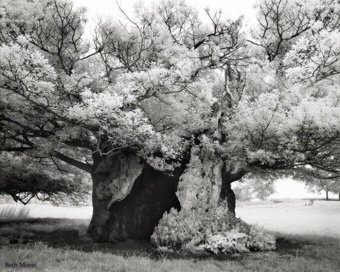 12 красивых фотографий самых старых и величественных деревьев в мире