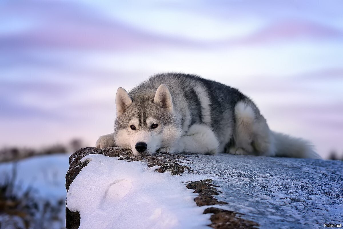 Солянка