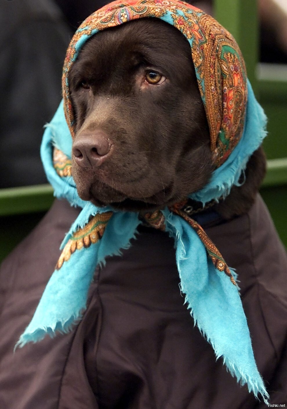 Солянка