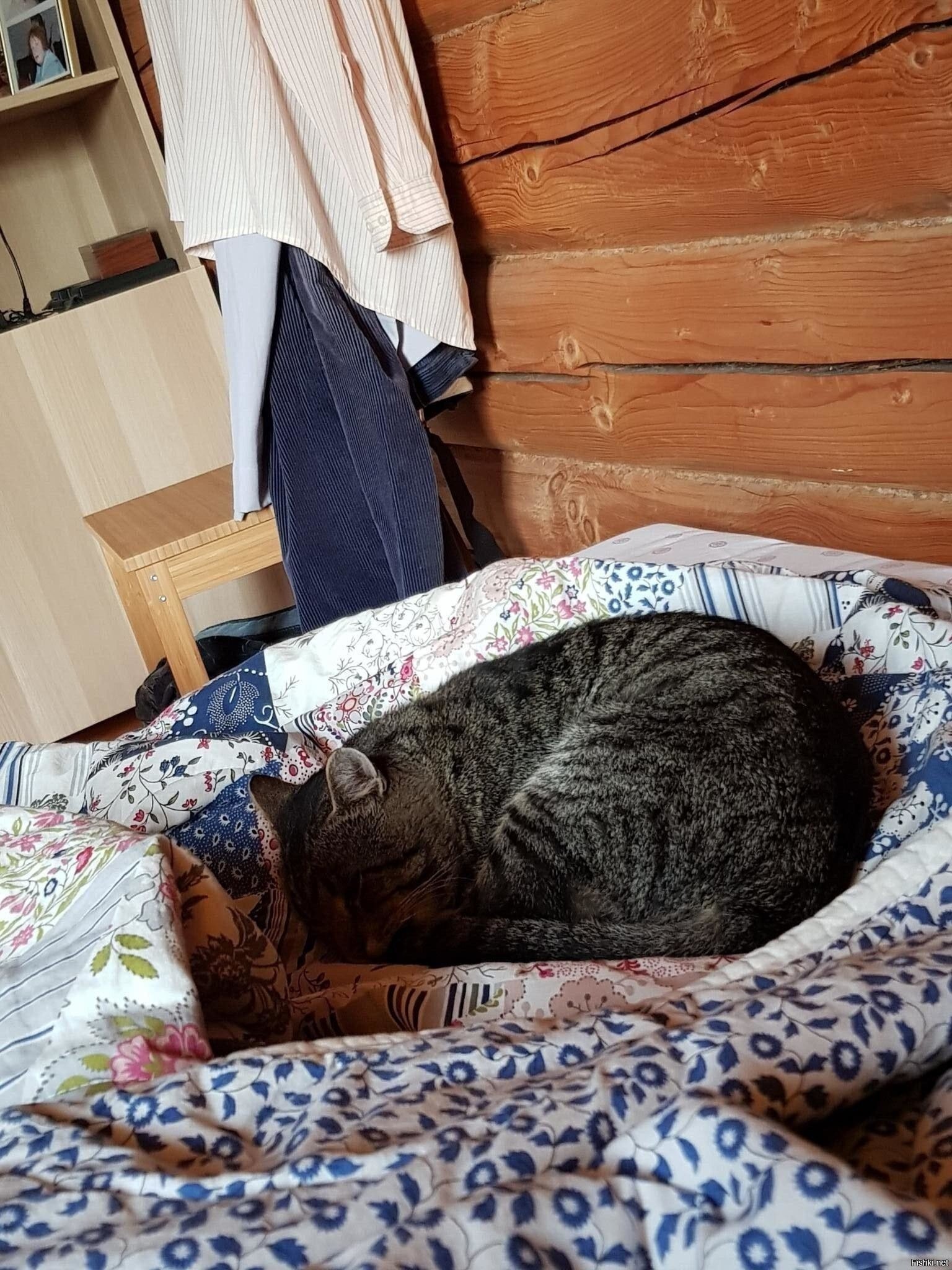 Доброго кота и утра всем