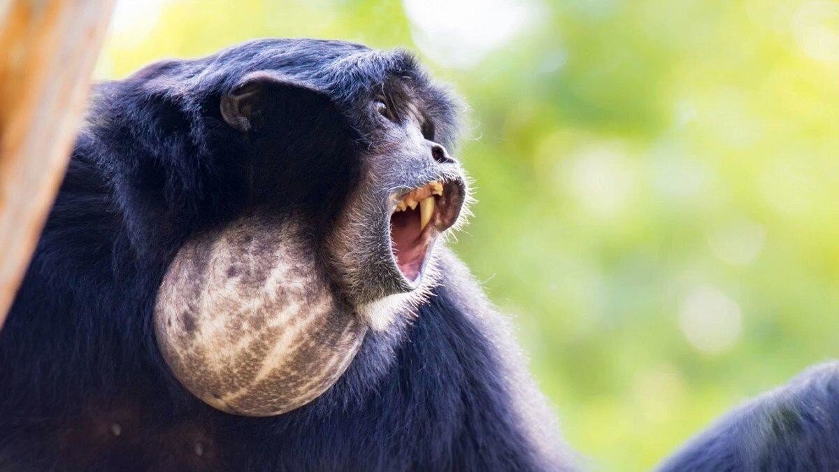 Сиаманг: Как будто съел дыньку целиком. Вечно орущие обезьяны со странным горлом