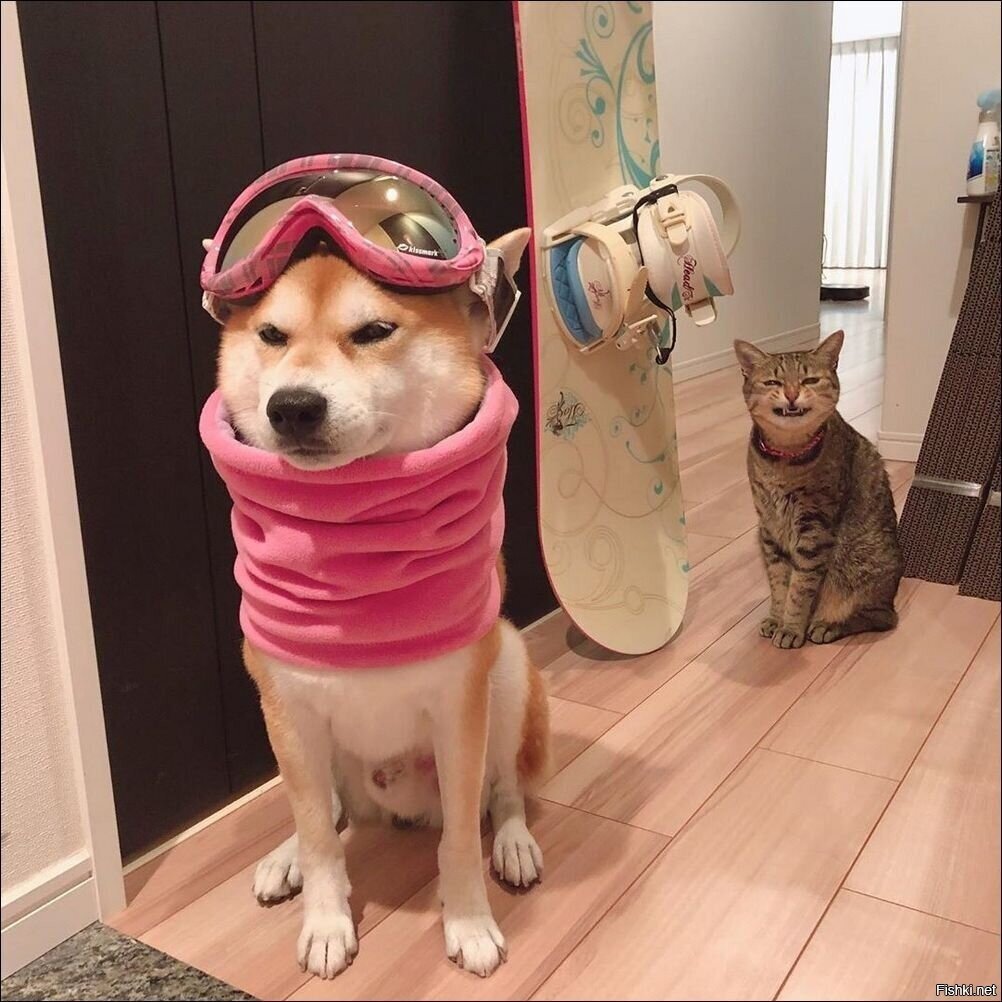 Шарик ты втух