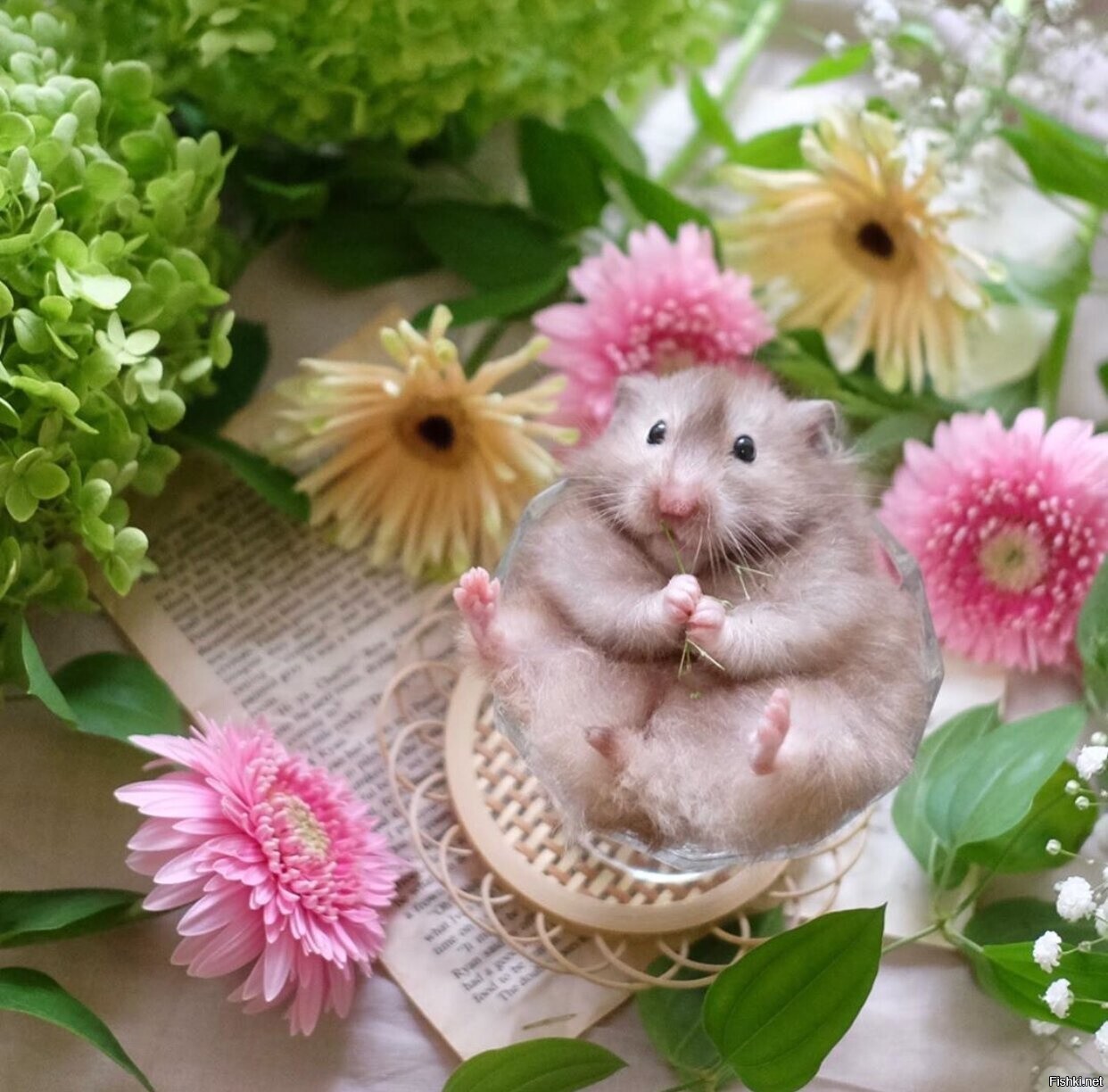 Солянка