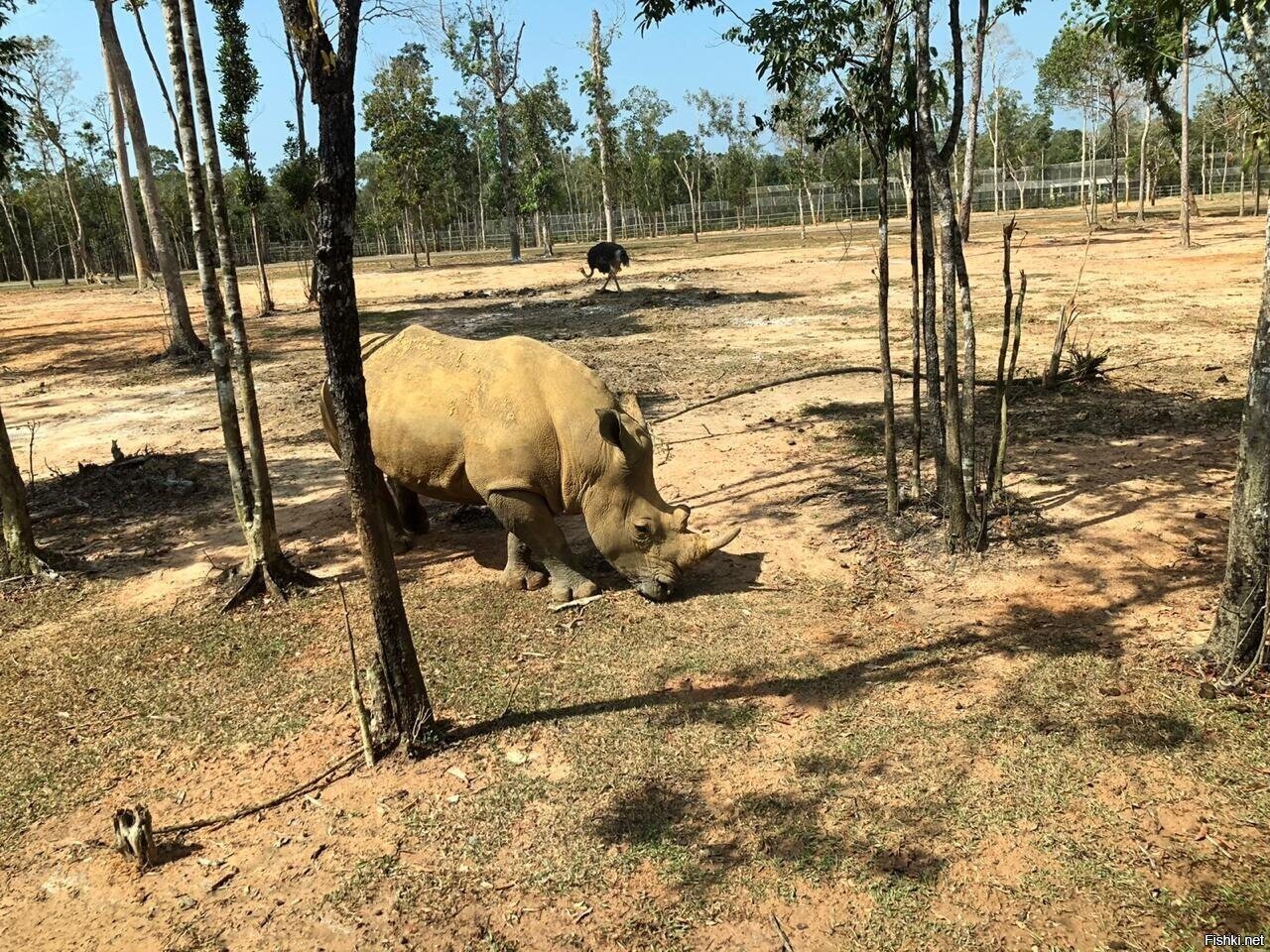 Добрый носорог
