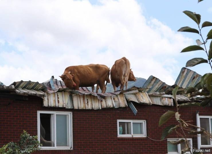 Солянка