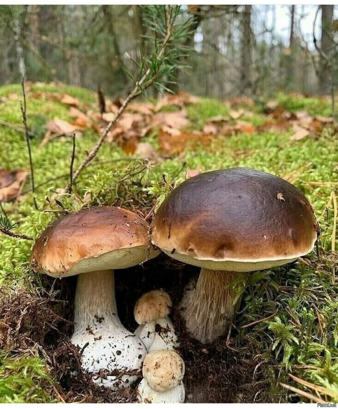 Солянка