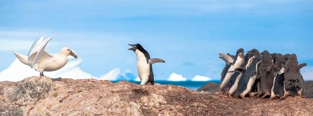 Гигантский буревестник: Маньяк, который держит пингвинов в вечном страхе