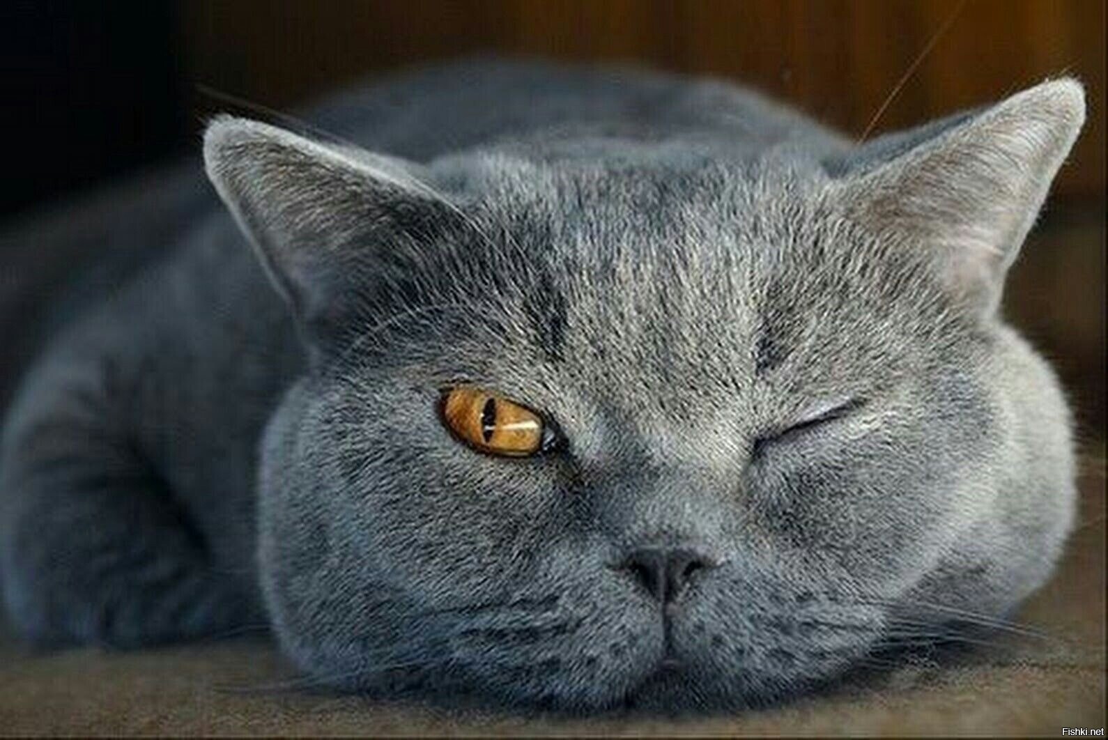 Оксане посвящается