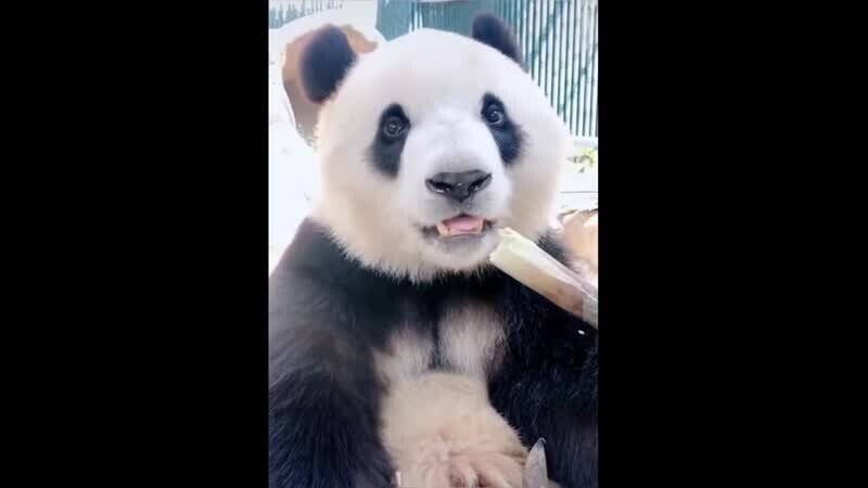 Панда просто панда